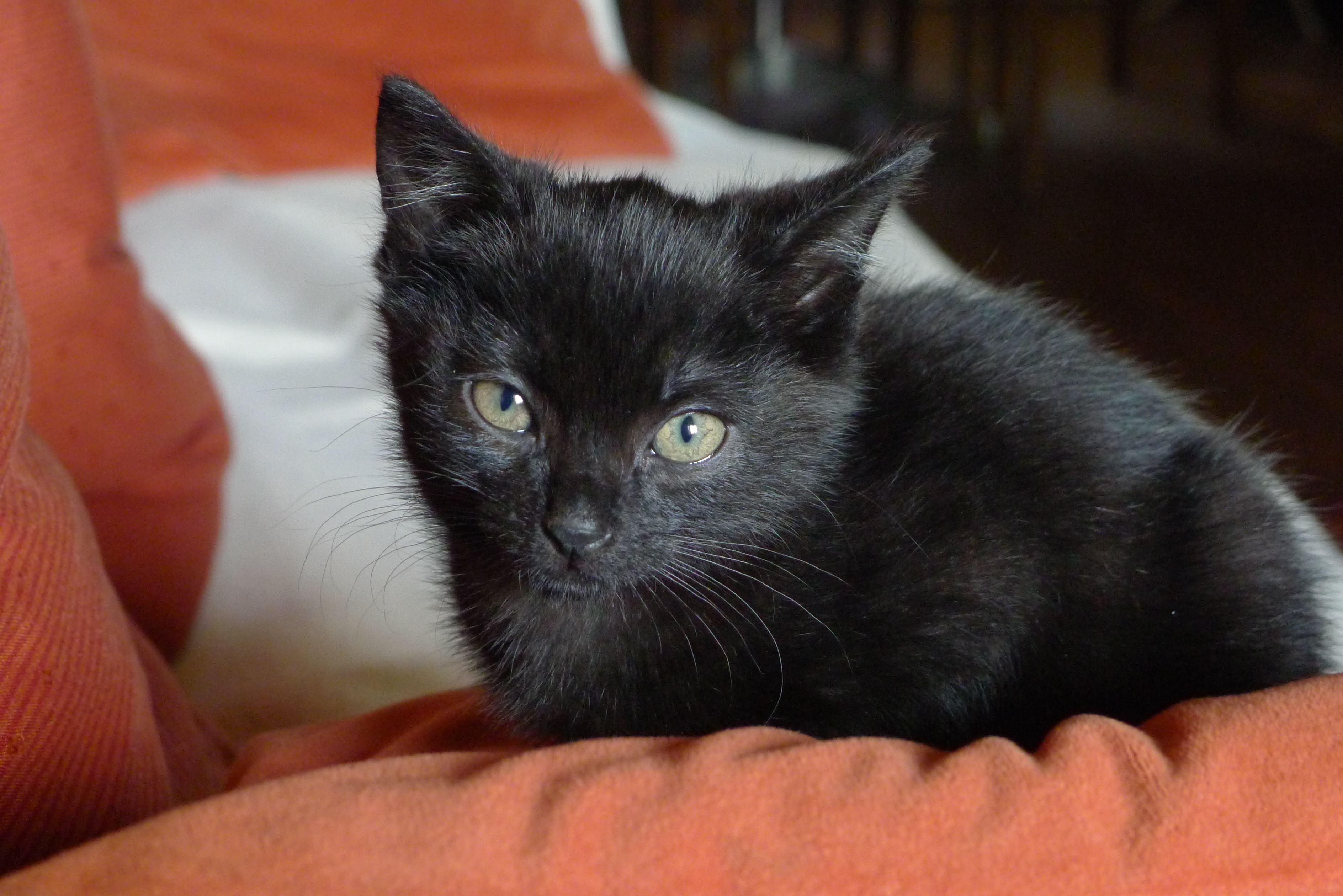 Chaton à donner Maine-et-Loire (49) - GRATUIT sur Animoz.net
