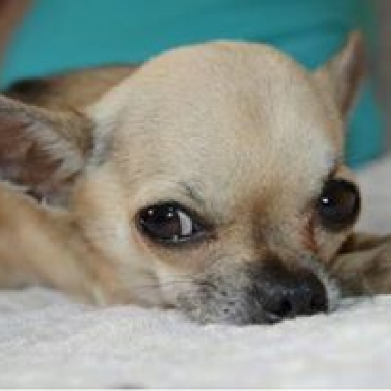 Image pour l'annonce Adorable chiot Chihuahua