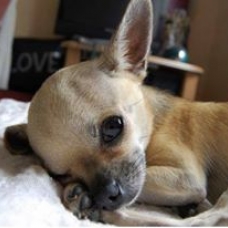 Image pour l'annonce Adorable chiot Chihuahua