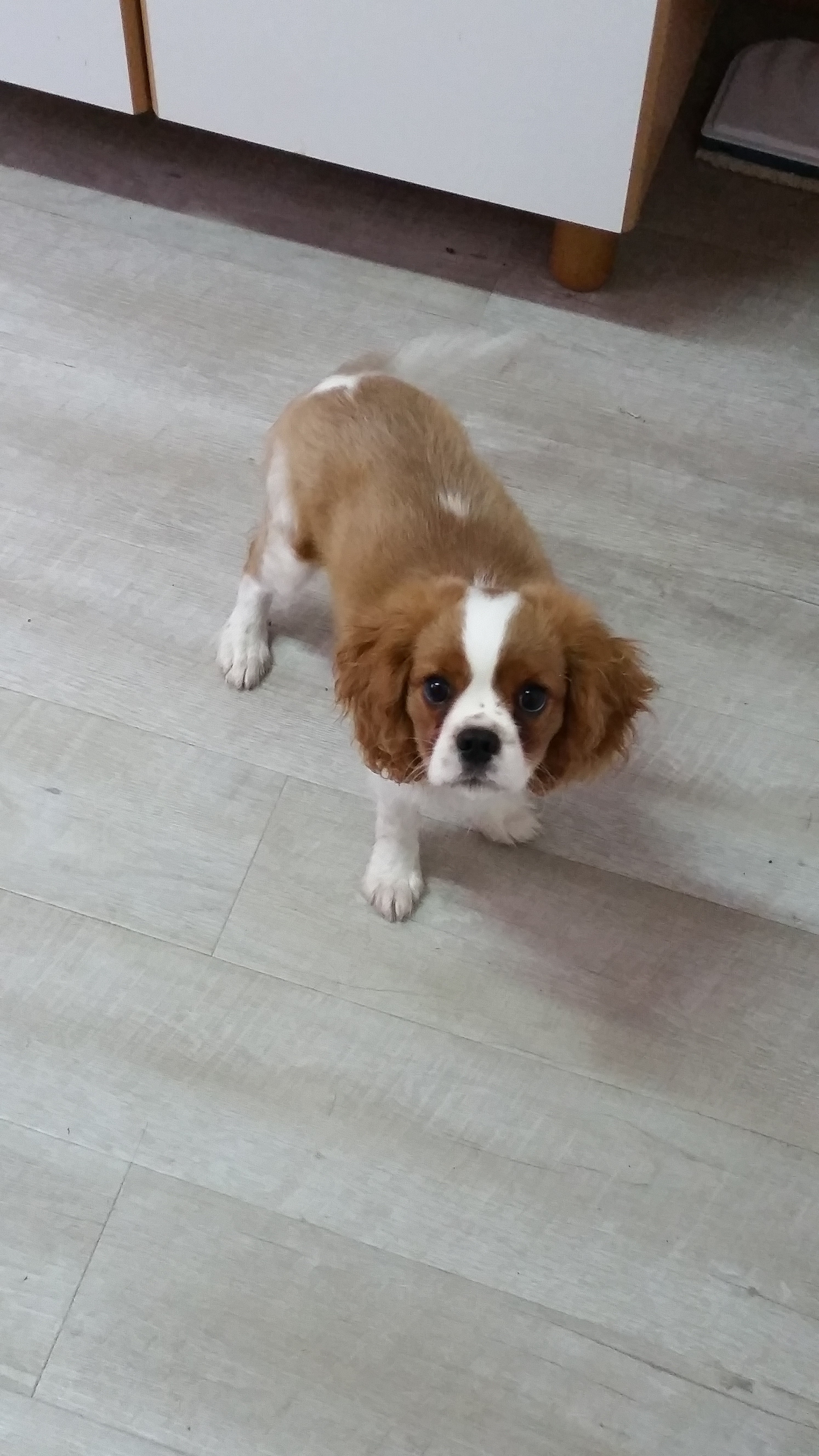 Elevage Cavalier King Charles Cotes D Armor Chiot Cavalier King Charles 4 Mois Hauts-de-Seine (92) sur Animoz.net