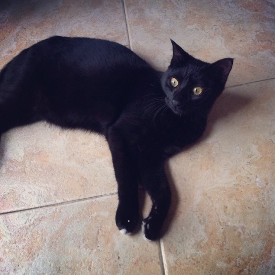 Image pour l'annonce Donne chat noir adorable