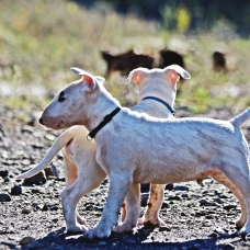 Image pour l'annonce Chiot bull terrier lof disponible de suite