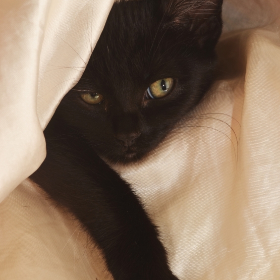 Image pour l'annonce Donne chatonne noire