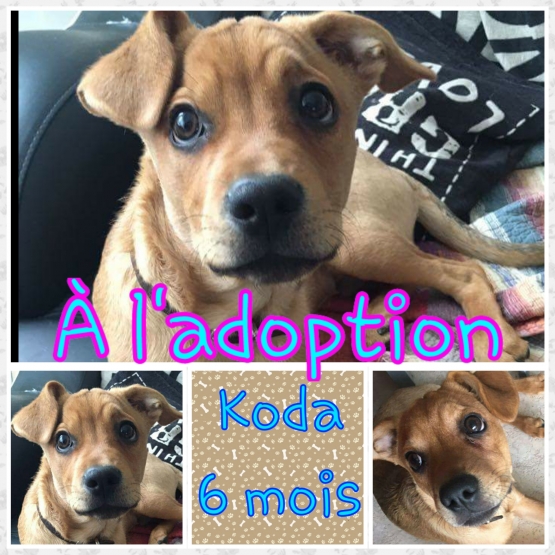 Image pour l'annonce À l'adoption: Koda 6 mois
