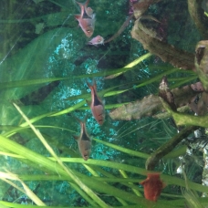 Image pour l'annonce Donne poissons aquarium tropical