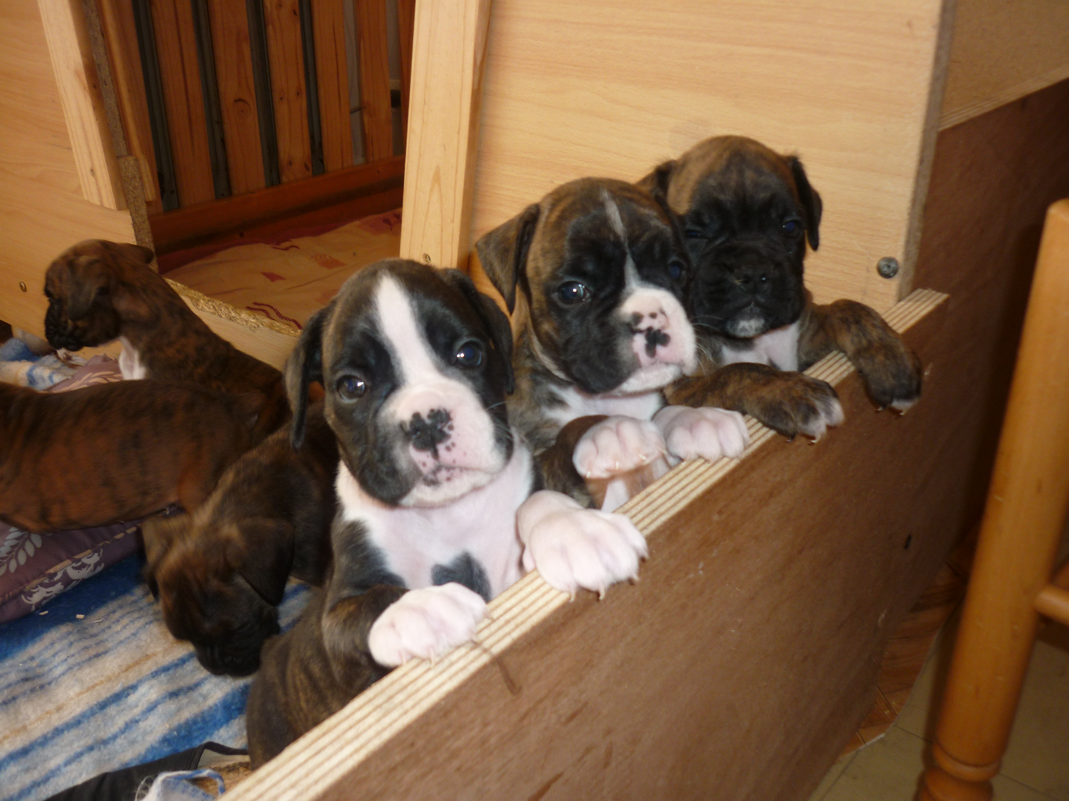 CHIOTS BOXER LOF à réserver sur