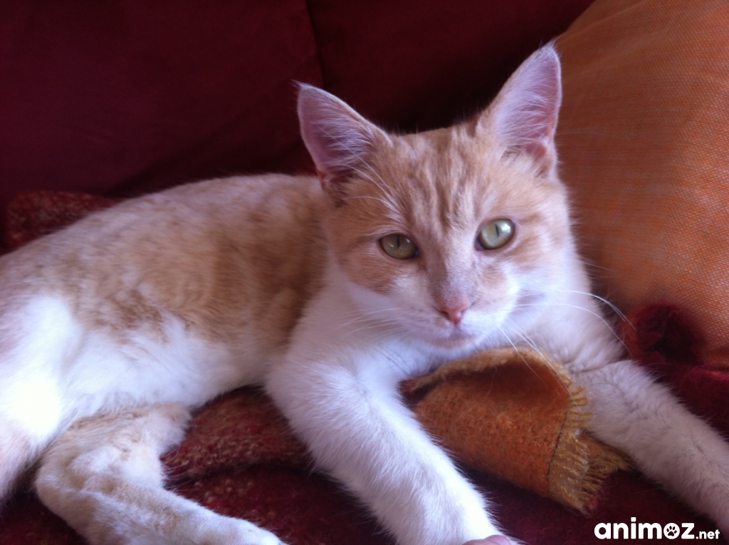 chat essonne