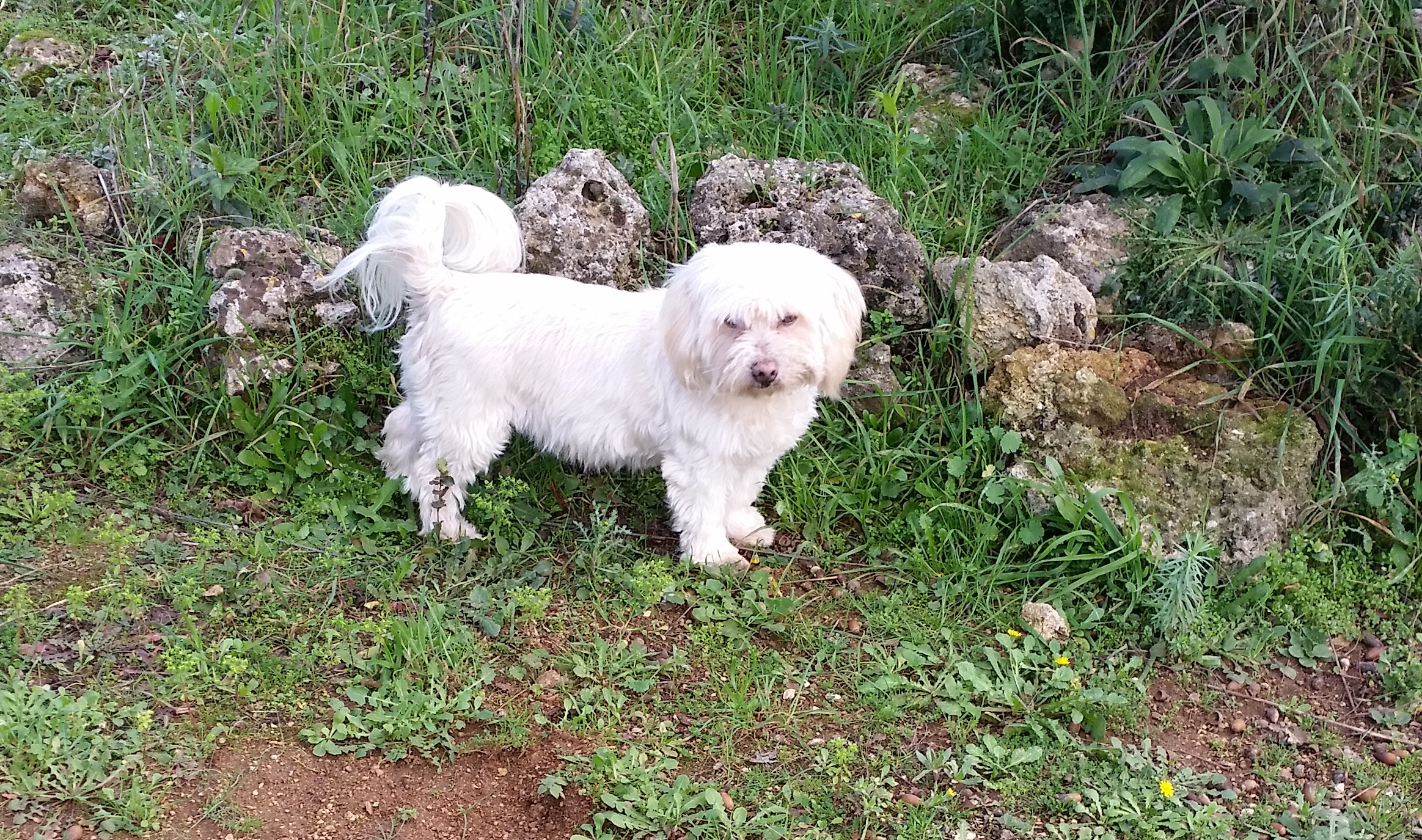 Magnifique Chiots Coton De Tuléar à Donner Contre Bon S Donne chienne Coton de Tuléar LOF Gard (30) - GRATUIT sur Animoz.net