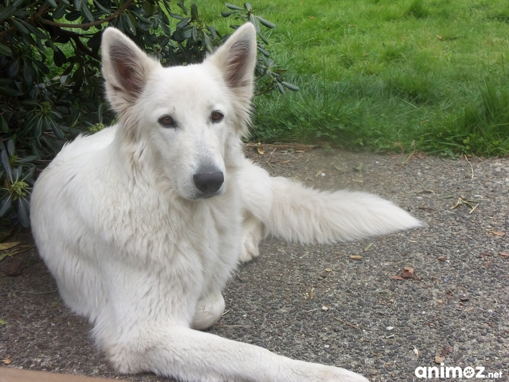 Spa Berger Blanc Suisse A Adopter Femelle berger blanc suisse à adopter - GRATUIT sur Animoz.net