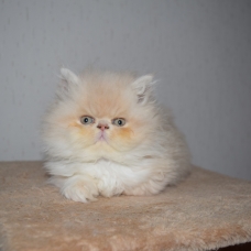 Image pour l'annonce chaton persan