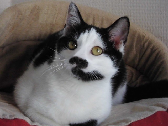 Chat gratuit 59 nord