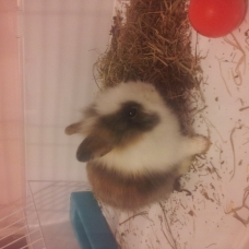 Image pour l'annonce Chataigne cherche famille aimante