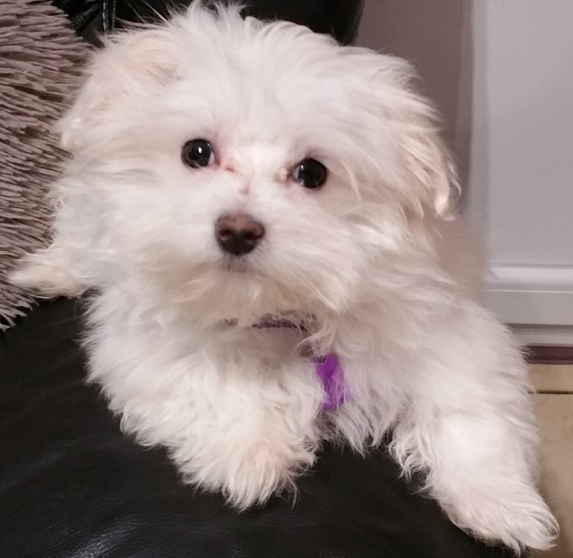 Chiot Coton de Tulear, 4 mois Yvelines (78) sur