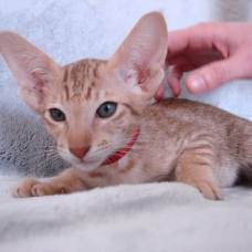 Image pour l'annonce Chaton mâle oriental cinnamon spotted tabby - pedigree / loof