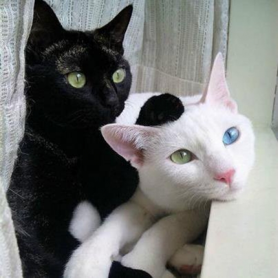 Image pour l'annonce don chat femelle noir yeux vert