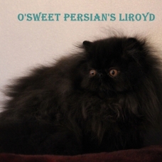 Image pour l'annonce vends chaton persan loof