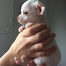 Image pour l'annonce chiot chihuahua toy