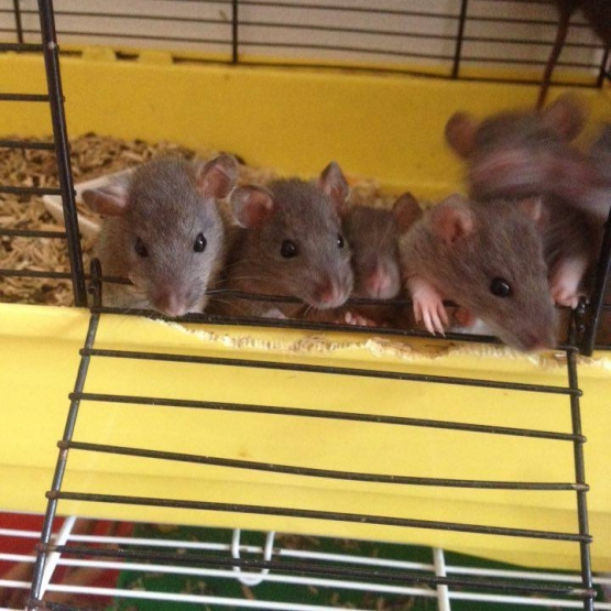 Image pour l'annonce Bébés rats - Prix libre