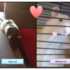 Image pour l'annonce Bébés rats - Prix libre