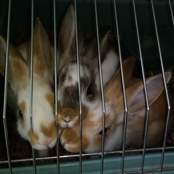Image pour l'annonce 3 lapins domestiques