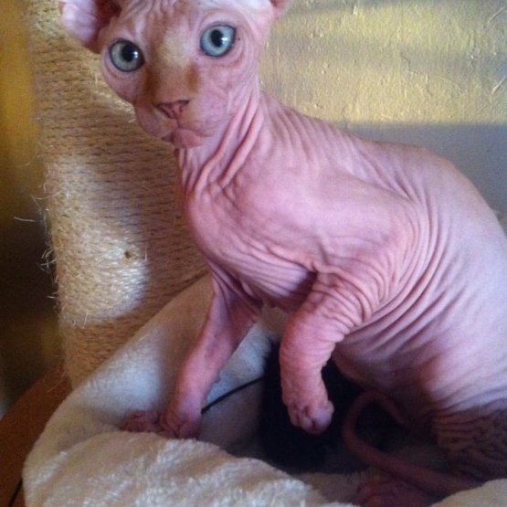 Image pour l'annonce Disponible Sphynx male red point