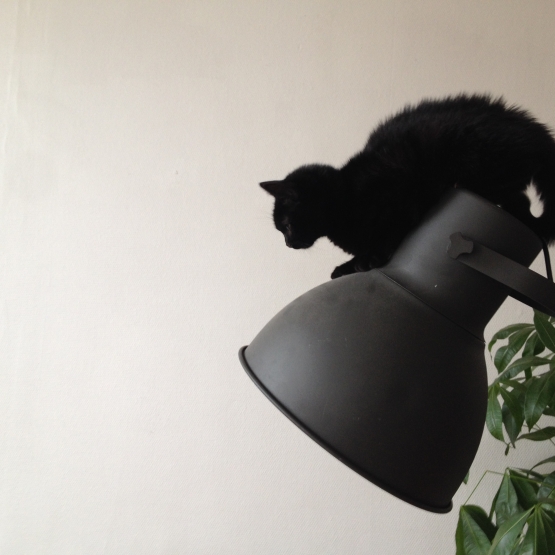 Image pour l'annonce Donne petit chat noir contre bons soins