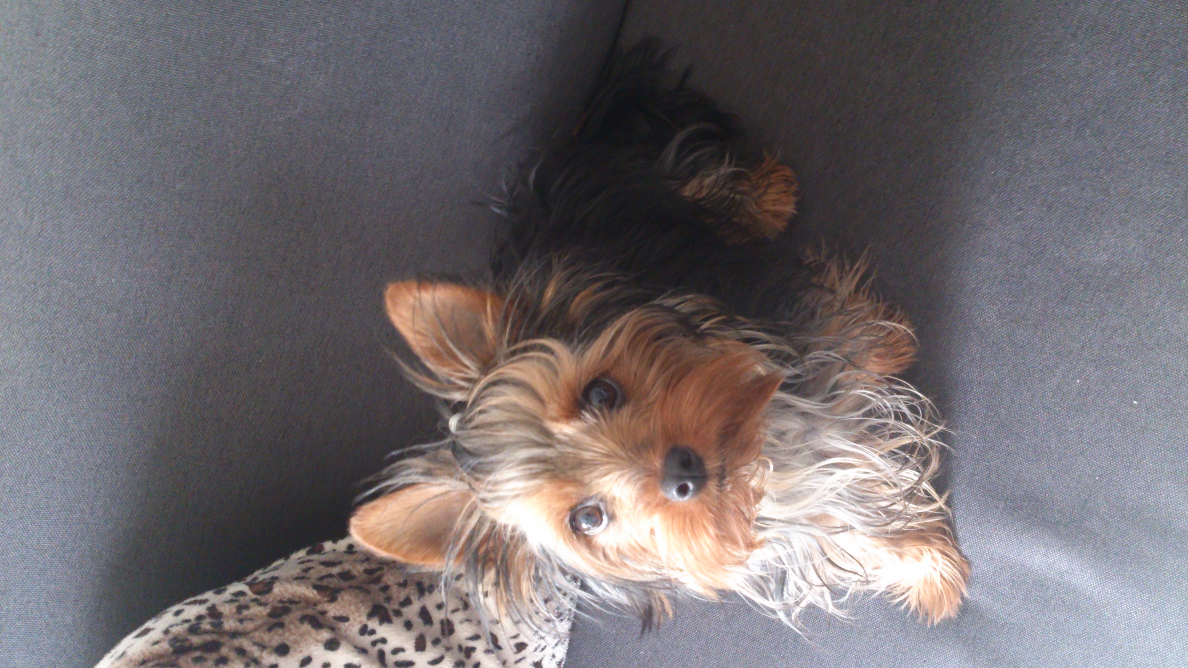 vend joli femelle type yorkshire 18 mois Gard (30) sur Animoz.net
