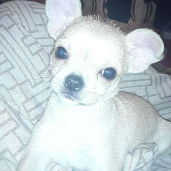 Image pour l'annonce Chihuahua mâle beige