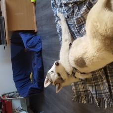 Image pour l'annonce Loulou, husky sibérien 7 mois.