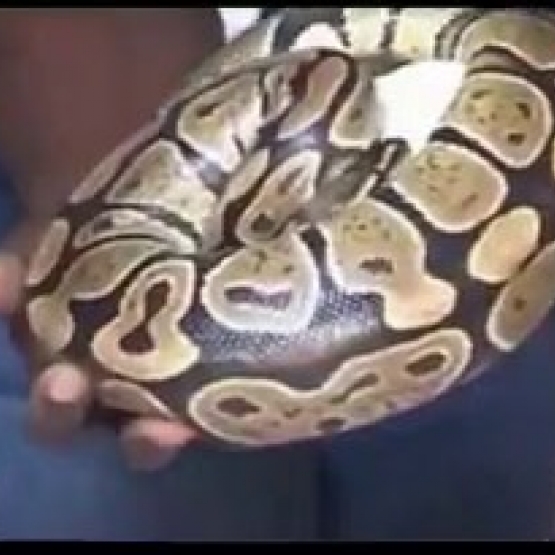 Image pour l'annonce Donne serpent python et Boa