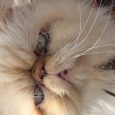 Image pour l'annonce Donne chat persan castré 8 ans