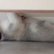 Image pour l'annonce Donne adorable chiot husky de 3 mois