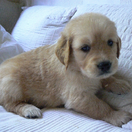 Image pour l'annonce Recherche golden-retriver ou bichon maltais