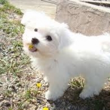 Image pour l'annonce Recherche golden-retriver ou bichon maltais