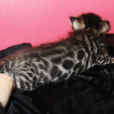 Image pour l'annonce chaton male bengal LOOF