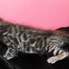 Image pour l'annonce chaton male bengal LOOF