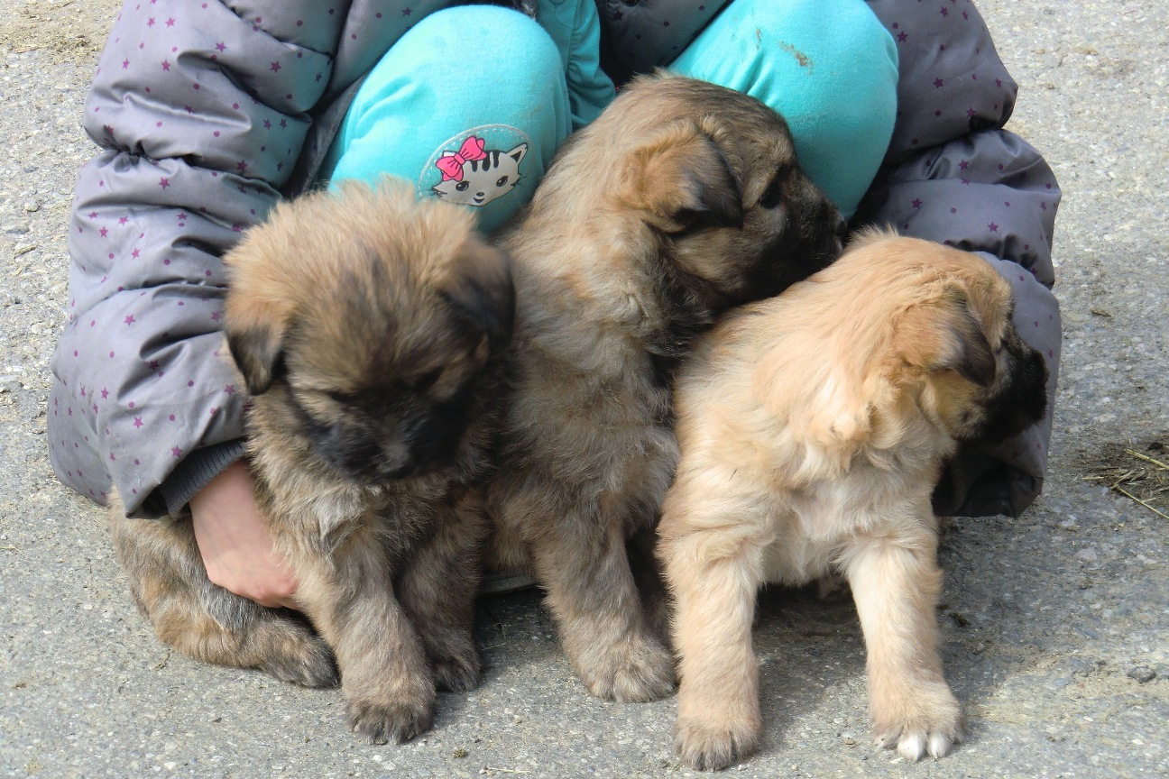 A placer, chiots Berger des Pyrénées Haute-Savoie (74) sur Animoz.net
