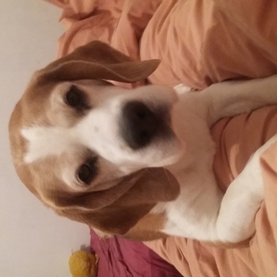 Image pour l'annonce Cherche femelle beagle