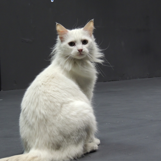 Image pour l'annonce chatte blanche affectueuse cherche foyer