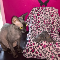 Image pour l'annonce vends chatons sphynx loof