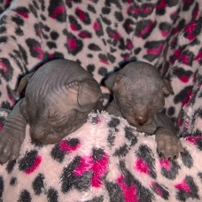 Image pour l'annonce vends chatons sphynx loof