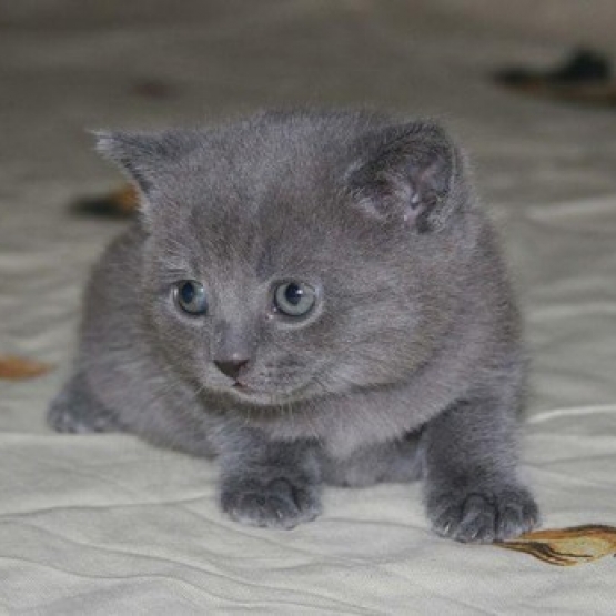 Image pour l'annonce recherche chaton tout gris charteux