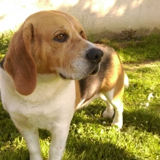Image pour l'annonce Cherche femelle beagle pour saillie