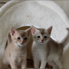 Image pour l'annonce Chatons abyssins LOOF