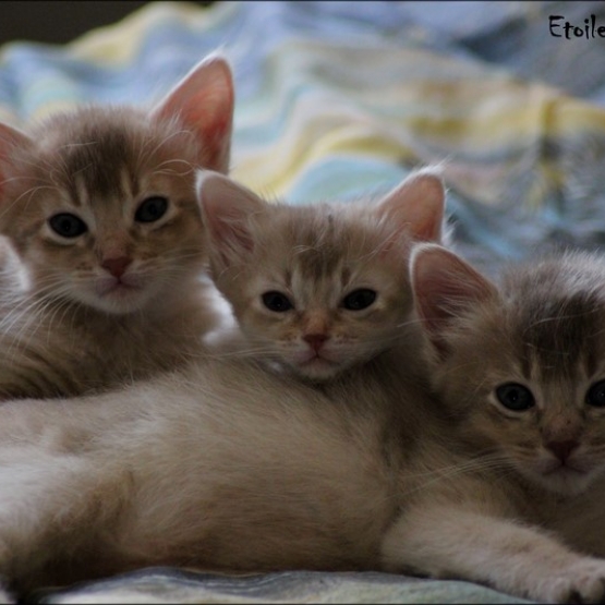 Image pour l'annonce Chatons somali LOOF (abyssin poil mi long)