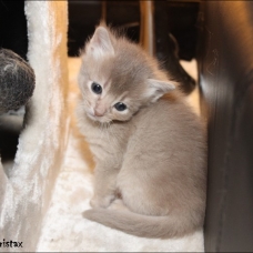 Image pour l'annonce Chatons somali LOOF (abyssin poil mi long)
