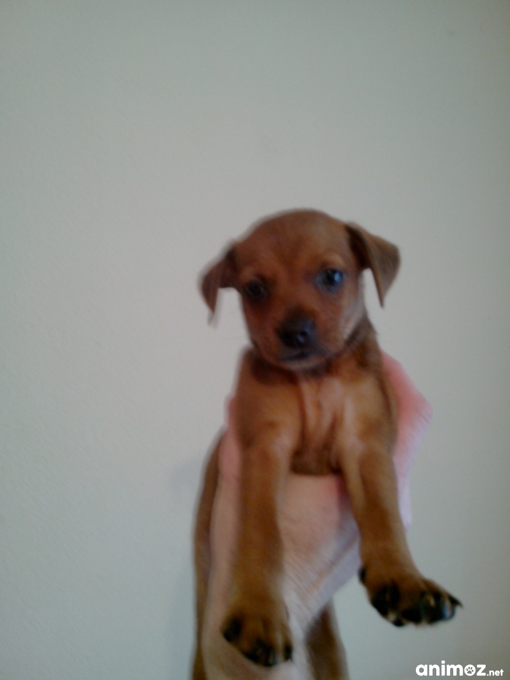 Pinscher Nain à Vendre Le Bon Coin