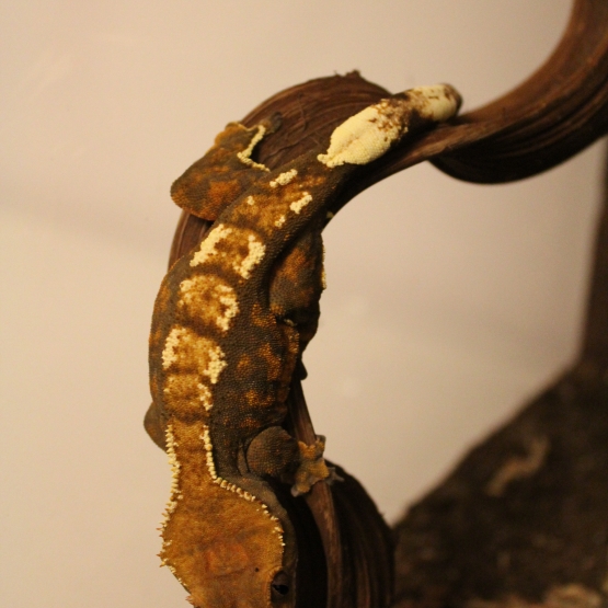 Image pour l'annonce Gecko à crête rhacodactylus cilliatus