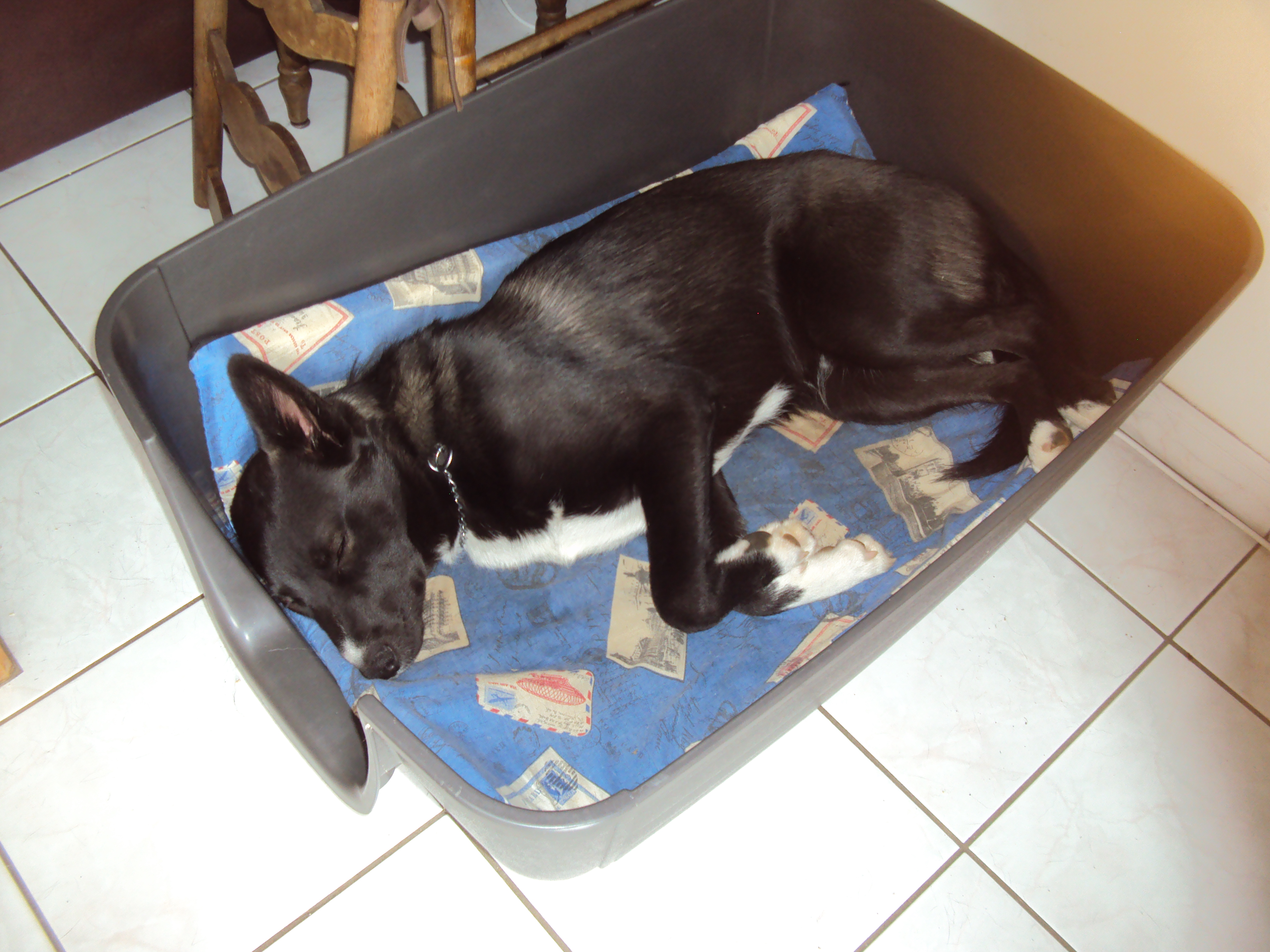 donne chiot BORDER COLLIE Morbihan (56) - GRATUIT sur donne chiot BORDER COLLIE Morbihan (56) - GRATUIT sur