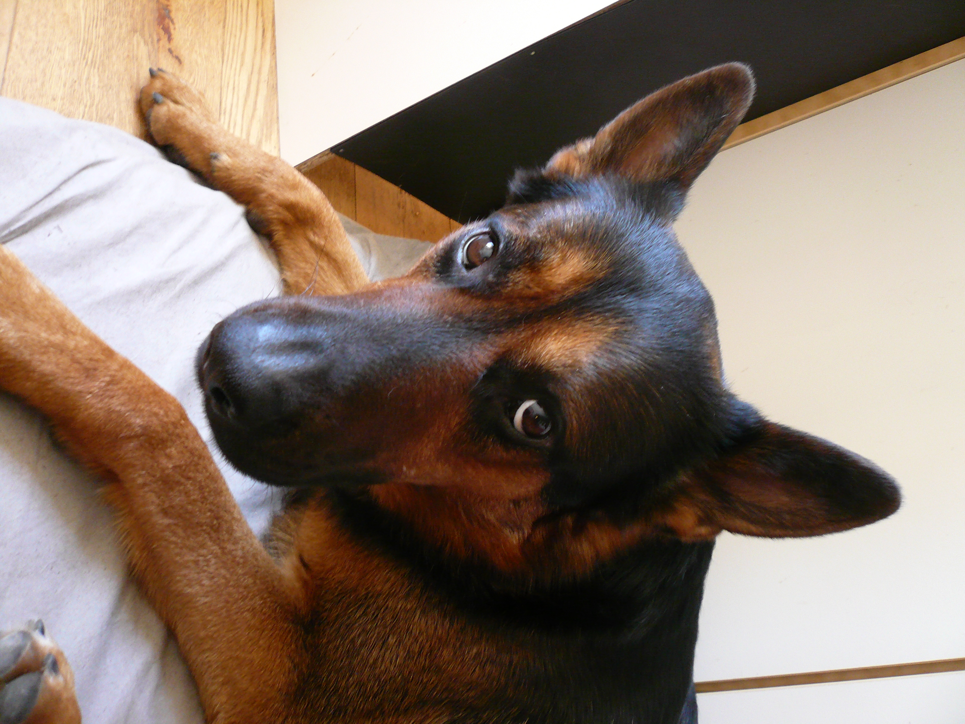 Donne Berger Allemand croisé Malinois Paris (75) GRATUIT sur